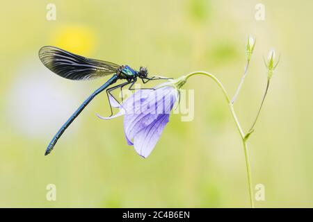 Gebänderte demoiselle (Calopteryx splendens) zu verbreitender Glockenblume (Campanula patula), Hessen, Deutschland Stockfoto