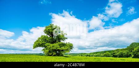 Panorama, Gerstenfeld mit alter knorriger Solitäreiche (Quercus robur) im Frühjahr unter blauem Himmel, ehemaliger Hüttenbaum, Reinhardswald, Hessen, Deutschland Stockfoto