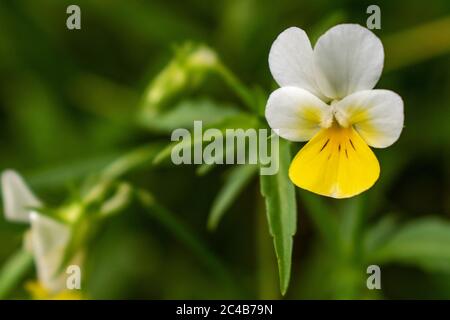 Nahaufnahme der wilden Stiefmütterchen Blume, Viola tricolor Stockfoto