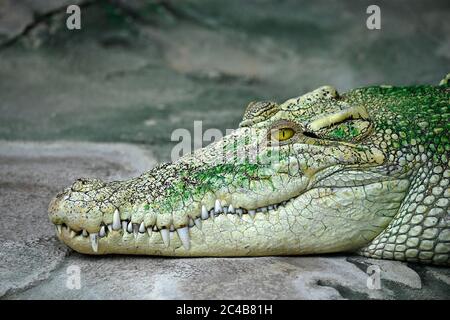 Weißes Salzwasserkrokodil, auch (Crocodylus porosus), Albino, mossiert, Tierportrait, gefangen, Deutschland Stockfoto