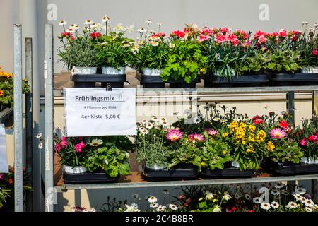 Bettwäsche und Balkonblumen in Rollcontainer, Topfpflanzen im Verkauf, Baumschule, Kempen, Niederrhein, Nordrhein-Westfalen, Deutschland Stockfoto