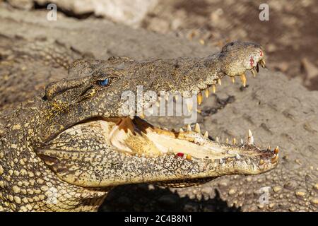 Kubanische Krokodile (Crocodylus rhombifer), vom Aussterben bedroht, gefangen auf einer Krokodilfarm, Zapata-Halbinsel, Kuba Stockfoto