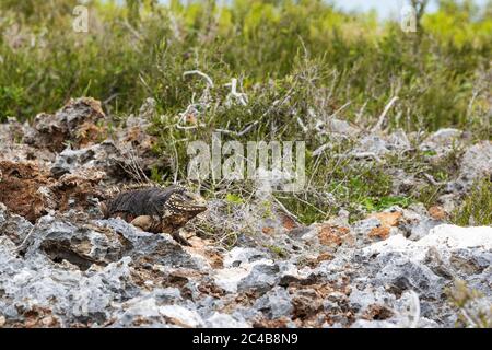 Kubanischer Felseniguana (Cyclura nubila nubila), männlich, Guanahacabibes-Halbinsel, Guanahacabibes-Nationalpark, Kuba Stockfoto