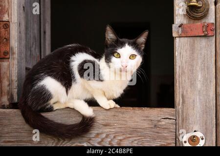 Hauskatze (Felis catus), die an einem offenen Fenster ruht, Trinidad, Kuba Stockfoto