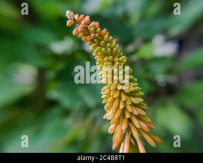 Rote heiße Pokers Blume, Tritoma Nahaufnahme, Kniphofia uvaria Stockfoto