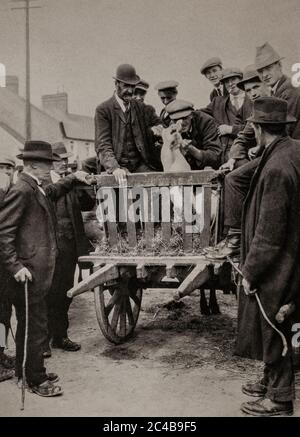 Eine Ansicht der Bauern und eines Schweins in den frühen 1920er Jahren auf einem Samstagsmarkt in Ennis, Grafschaft Clare. Ursprünglich fotografiert von Clifton Adams (1890-1934) für 'Ireland: The Rock Whence I Was Hewn', eine National Geographic Magazine-Spielfilm vom März 1927. Stockfoto