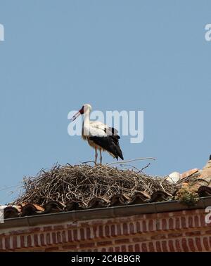 Besetzte Störche (Ciconia ciconia) Nest auf dem Dach Alcala de Henares Madrid Spanien Stockfoto