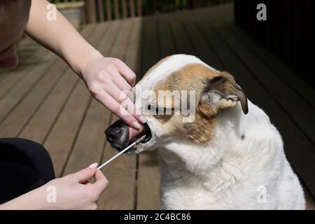 Hund DNA-Tests Abtupfen Wange Stockfoto