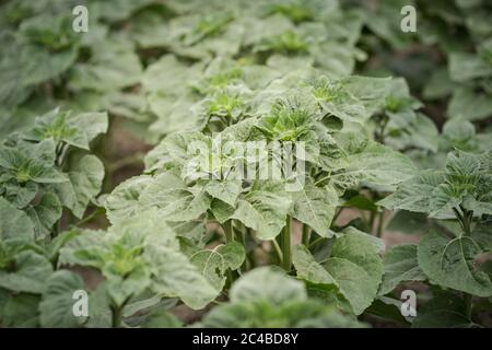 Artikeldetails mit jungen Sonnenblumenpflanzen auf einem Feld. Stockfoto