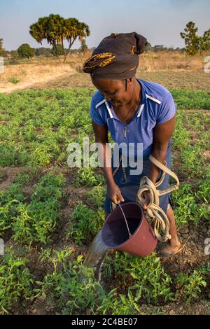 Mikrofinanzkundenmarkt Landwirtschaft in der Provinz Savanes, Nord-togo Stockfoto