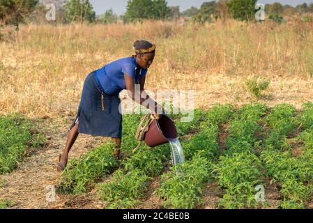 Mikrofinanzkundenmarkt Landwirtschaft in der Provinz Savanes, Nord-togo Stockfoto