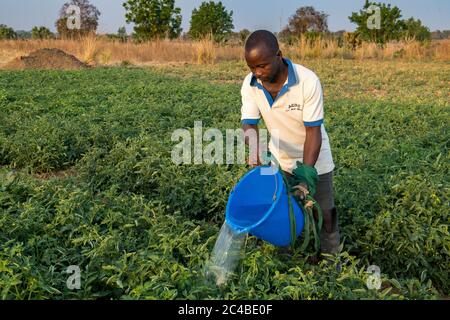 Mikrofinanzkundenmarkt Landwirtschaft in der Provinz Savanes, Nord-togo Stockfoto