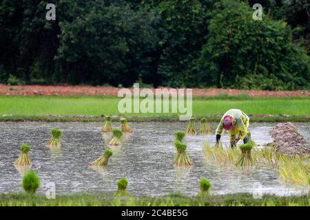 Asiatische Farmer verpflanzen Reis schießt in Reis-Caddies Stockfoto