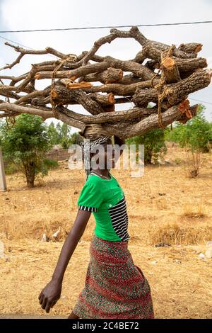 Frau, die Brennholz in Korbongou, togo trägt Stockfoto