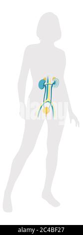 Weibliche Harnwege, Blase, Nieren, Nebennieren. Medizinische Illustration, die die Anatomie des weiblichen Harnsystems in einer weiblichen Silhouette darstellt. Dies Stockfoto