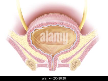 Vollständige Blasenanatomie im Frontalschnitt bei Frauen. Diese medizinische Illustration stellt die Struktur der Blase und ihre Beziehungen und unteren li Stockfoto