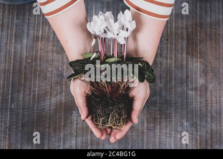 Frau mit einer weißen Cyclamen Pflanze mit leuchtend grünen Blättern und Wurzeln Stockfoto