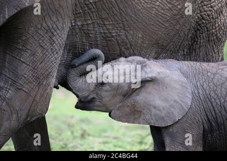 Afrikanischer Elefant (loxodonta africana), Weibchen mit Welpen Stockfoto