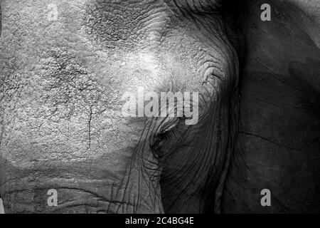 Afrikanischer Elefant (loxodonta africana) in Savanne Stockfoto