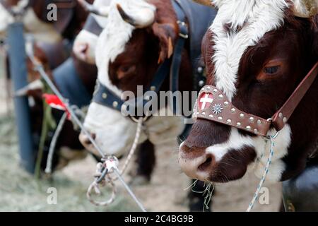 Die Landwirtschaftsmesse (comice agricole) von saint-gervais-les-bains Stockfoto