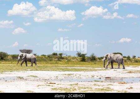 Zwei Elefanten in Nxai Pan, Botswana Stockfoto