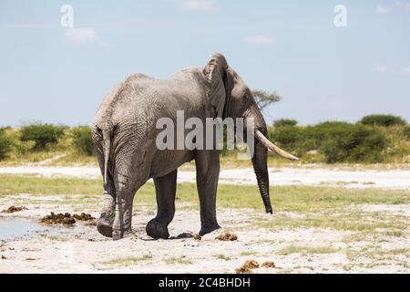 Ein Elefant mit Stoßzähnen in Nxai Pan, Botswana Stockfoto