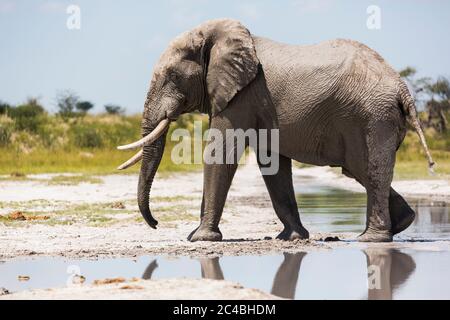 Ein Elefant mit Stoßzähnen an einem Wasserbecken auf der Nxai Pan Lattenpfanne. Stockfoto