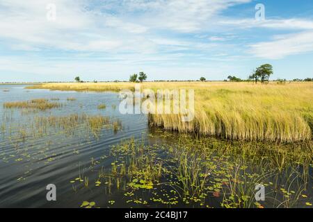 Beete und Wasserwege im Okavango Delta, Botswana Stockfoto