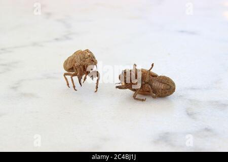 Zwei Cicada-Insektenschalen isoliert auf einer weißen Marmoroberfläche. Selektiver Fokus Stockfoto