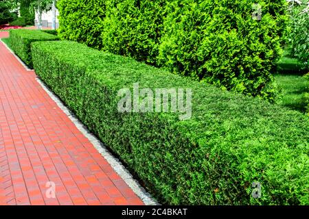 Hecke von gescherten quadratischen Thuja Büschen entlang der roten Fußgängerweg im Garten im Hinterhof an einem sonnigen Sommertag. Stockfoto