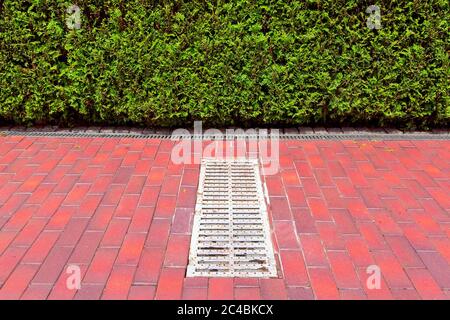 Gitter des Drainagesystems schlüpfen auf dem Fußgängerweg aus Fliesen entlang der Hecke von Thuja Büschen an einem sonnigen Tag. Stockfoto