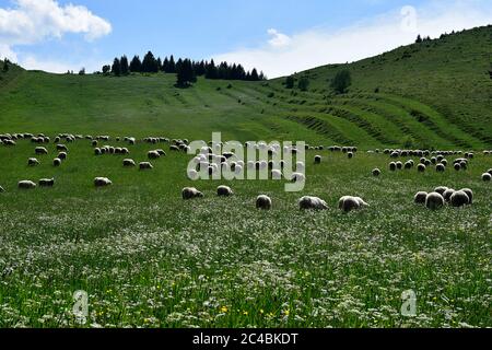 Eine Herde Schafe grast auf einer blühenden Wiese auf einem sonnigen day.Organic Landwirtschaft in reiner Natur in der Mitte der Slowakei, in der Mitte Europas Stockfoto