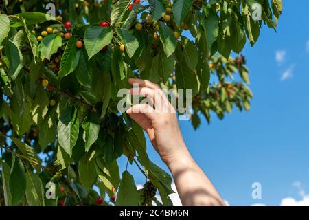 In der Sommersaison von Hand Kirschfrüchte pflücken Stockfoto