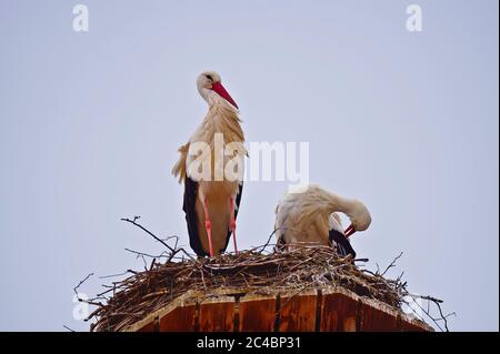 Ein paar Störche sind bei einem sonnigen Frühlingstag im April 2020 in Giengen, Schwäbische Alb, Deutschland, Europa in ihrem Nest auf dem Dach des Rathauses Stockfoto