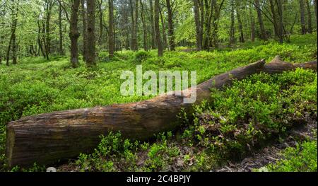 Gefallener Baumstamm liegt in grün unter-Bepflanzung mit Waldhintergrund Stockfoto
