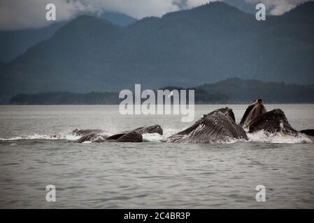 Buckelwale füttern im North Pass Stockfoto