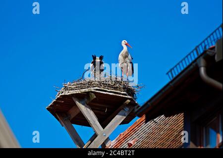 Ein paar Störche sind bei einem sonnigen Frühlingstag im April 2020 in Giengen, Schwäbische Alb, Deutschland, Europa in ihrem Nest auf dem Dach des Rathauses Stockfoto