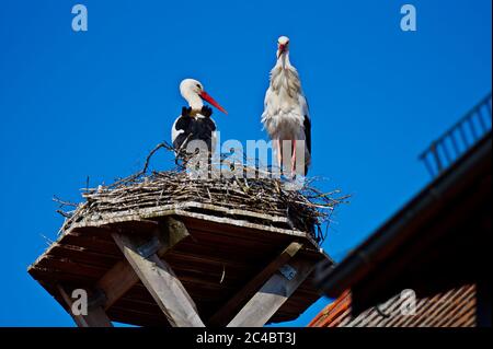 Ein paar Störche sind bei einem sonnigen Frühlingstag im April 2020 in Giengen, Schwäbische Alb, Deutschland, Europa in ihrem Nest auf dem Dach des Rathauses Stockfoto