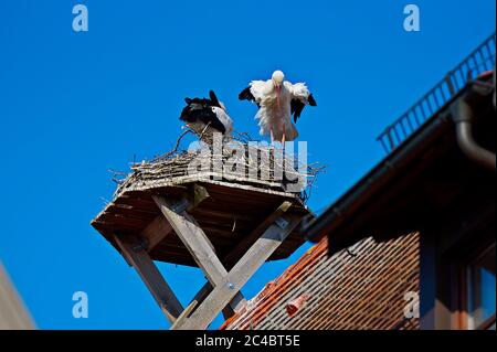 Ein paar Störche sind bei einem sonnigen Frühlingstag im April 2020 in Giengen, Schwäbische Alb, Deutschland, Europa in ihrem Nest auf dem Dach des Rathauses Stockfoto