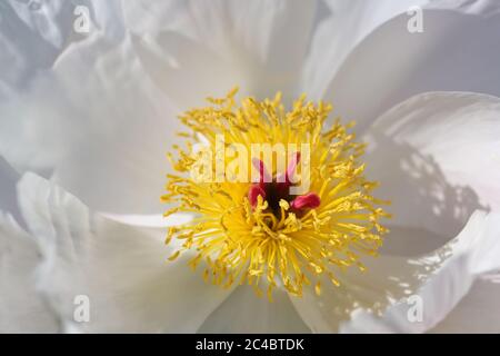 Schöne Pfingstrose oder Pfingstrose mit gelben Staubgefäßen und roten Stempeln zwischen weißen Blütenblättern, Vollbildaufnahme mit Kopierraum, ausgewählter Fokus, nar Stockfoto