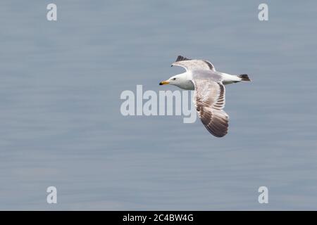 Kaspische Möwe (Larus cachinnans, Larus cachinnans cachinnans), Kaspische Möwe im Flug, Aserbaidschan Stockfoto