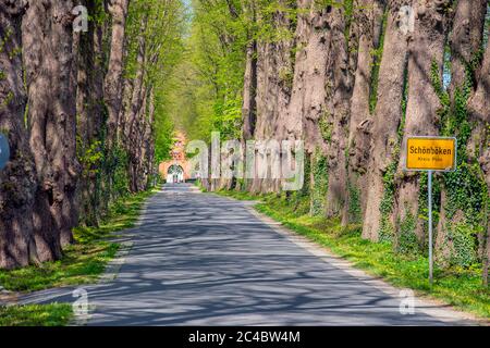 Linden, Linden, Linden (Tilia spec.), Lindenallee auf dem Weingut Schönboeken, Deutschland, Schleswig-Holstein, Bordesholm Stockfoto