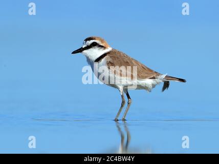 kentish-Pflügen (Charadrius alexandrinus), Männchen im seichten Wasser, Seitenansicht, Frankreich, Hyeres Stockfoto