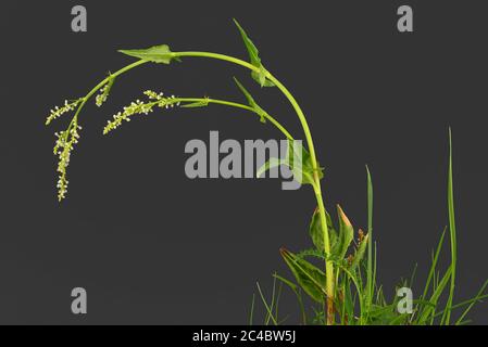 Gemeiner Sauerampfer, grüner Sauerampfer, roter Sauerampfer, Schafsstrauch, Gartenstrauch (Rumex acetosa), blühend vor grauem Hintergrund, Deutschland, Bayern Stockfoto