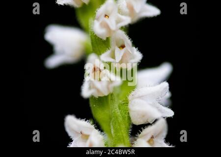 Schleichende Damentränen, Zwergrattlesnake-Wegerich (Goodyera repens, Satyrium repens), Blüten gegen schwarzen Boden, Niederlande, Drenthe, Norg Stockfoto