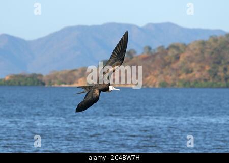 Prachtvoller Fregatte-Vogel (Fregata magnificens), Jugendvogel im Flug über den Pazifischen Ozean, Costa Rica Stockfoto