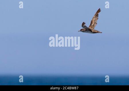 Balearen Shearwater (Puffinus mauretanicus), im Flug vor Portimao, Portugal Stockfoto