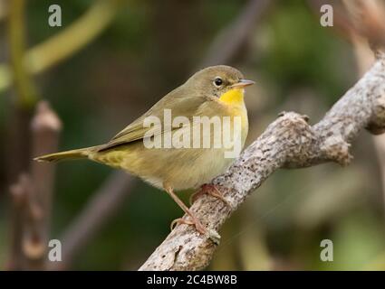 Gelbkehlchen (Geothlypis trichas), Erstwinterweibchen Gelbkehlchen auf einem Ast, Herbstweiher aus Nordamerika., Portugal, Azoren Stockfoto