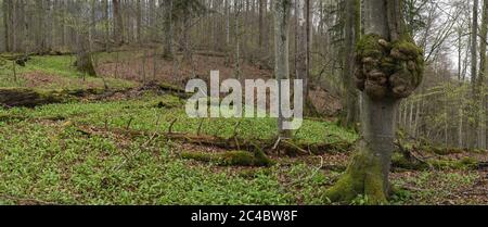 Ramson im Buchenwald, Murnauer Moos, Deutschland, Bayern, Murnauer Moos Oberbayern Alpenvorland Stockfoto