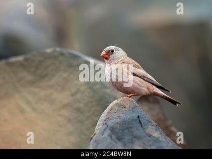 Trompeter Finch (Bucanetes githagineus zedlitzi), Männchen in felsigem Gelände, Marokko, Iguouaz Stockfoto